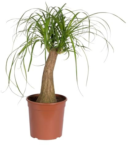 Elefantenfuß, Stamm, Topf-Ø 19 cm, Höhe ca. 55 cm