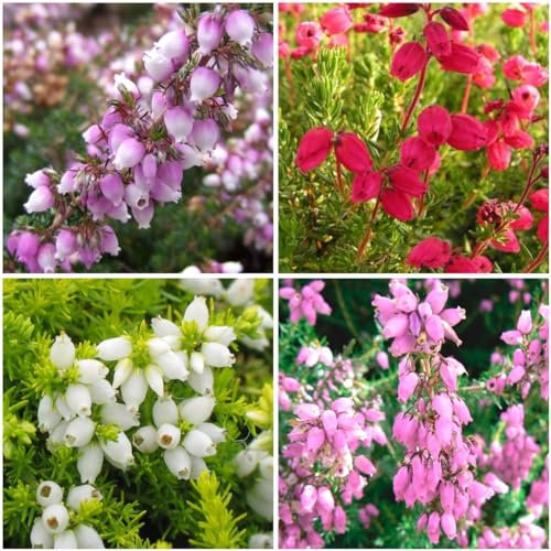 GrowOn Shrubs [x4] Bell Heather Erica Cinerea Collection | Variety-Pack | Evergreen Shrubs | Outdoor Garden Ready Plants | Summer and Autumn Flowering | Red, Pink, Purple, White Flowers