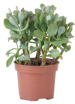 Plant in a Box - Plante de jade - Crassula arborescens 'Curly' - Hauteur 15-25 cm - Pot 12 cm - Succulente - Bleu-vert