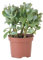 Plant in a Box - Plante de jade - Crassula arborescens 'Curly' - Hauteur 15-25 cm - Pot 12 cm - Succulente - Bleu-vert