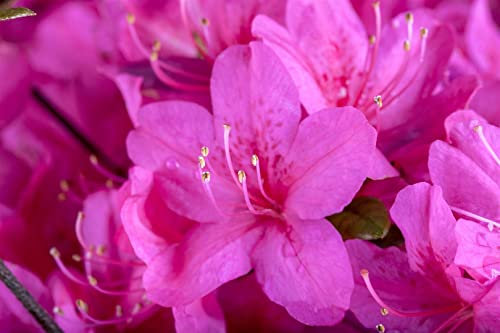 Rhododendron obtusum 'Diamant Purpur' 20-25 cm - Azalee, purpurrote Blüten, Blütezeit April-Mai, ideal für Kübel und Rabatten, winterhart und pflegeleicht