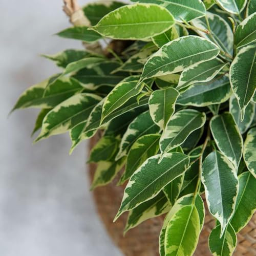 Ficus Benjamina Twilight - 100-110cm - Ø24cm