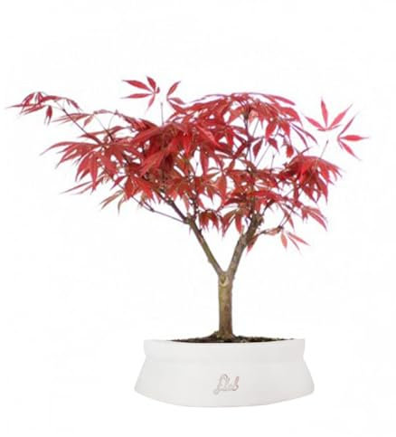 FLOB Acero Rosso Giapponese Altezza 30 cm, Pianta Vera, Bonsai- posizionare all'Esterno in Una Zona Luminosa, Vaso Artigianale in Terracotta - Bianco Space