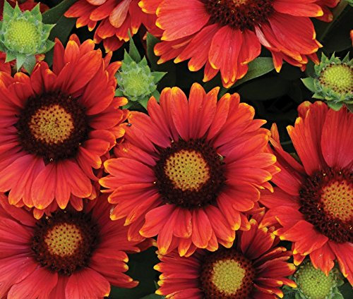 Gaillardia red Shades 2lt Garden Ready Plant