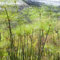 50 pcs Papyrus Samen topfpflanzen echt gartengeschenke Papyrus Pflanze Kaufen, Cyperus papyrus, pflanzen winterhart draußen seed winterharte pflanzen, bodendecker winterhart nachhaltige