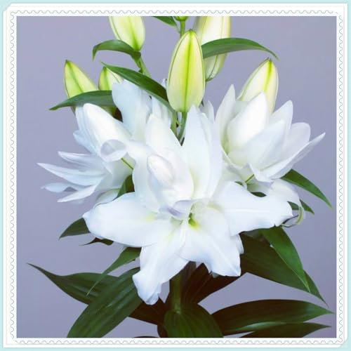 Lilie mit großen, gefüllten Blüten, winterharte, mehrjährige Zwiebelblume, leuchtend bunt, Schnittblume in Vase, aromatische Dekoration für Garten und Innenraum-2 zwiebeln-c