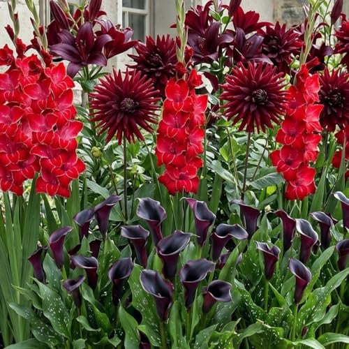 Blumenzwiebeln Mehrjährig Winterhart - Sommerblumen Red Dark Kollektion