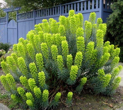 10+ MEDITERRANEAN Wolfsmilch, Palisaden-Wolfsmilch Blumensamen, selten, einzigartig!