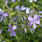 Blumixx Stauden Phlox divaricata 'Clouds of Perfume' – Wald-Phlox hellblau, duftend, winterhart, für halbschattige Standorte, mehrjährig, Bienenfreundlich