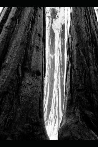 Sequoia National Park: Notebook