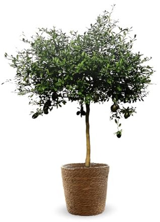Attitude Jardin - Citron caviar rouge avec panier en jonc de mer - microcitrus australasica - agrume méditerranéen - 75-85 cm - ⌀ 25 cm