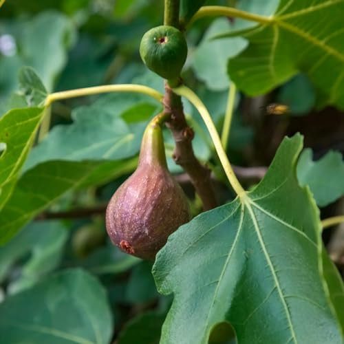 Ficus 'Brown Turkey'. 9cm Plant x 2. Fig Tree. Grow Your own AGM Winning Fruit. Available from Bedwen Plants