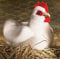 Kösener Huhn Henne Hahn sitzend 14 cm weiß 7361 Stofftier Kuscheltier Stofftier Plüschtier Plüsch