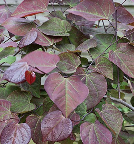 Kanadischer Judasbaum Ruby Falls 40-60cm - Cercis canadensis - lebende Gartenpflanze aus den Baumschulen