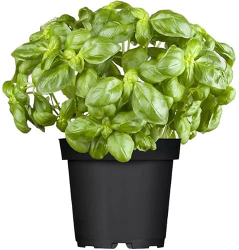 Planta Aromática Natural - Albahaca - Hojas Perennes