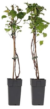 Plant in a Box - Hydrangea anomala Petiolaris - Juego de 2 - Hortensia trepadora - ⌀15cm - Altura 60-70cm