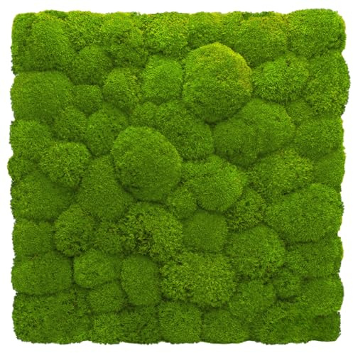 Moosplatte Moosbild mit Kugelmoos Moosbild Rentiermoosbild Islandmoosbild Islandmoos Rentiermoos Moos Wandbild Wanddeko Wandbilder mit Rentiermoos Mooswand Bilder Wanddekoration mit Moos (50x50 cm)