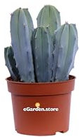 Pianta di Cereus Myrtillocactus pianta grassa cactus da esterno pianta da interno cactus ornamentale cactus vero venduto da eGarden.store (Vaso 8 cm)