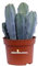 Pianta di Cereus Myrtillocactus pianta grassa cactus da esterno pianta da interno cactus ornamentale cactus vero venduto da eGarden.store (Vaso 8 cm)