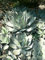 Portal Cool Agave parryi - 15 Semi