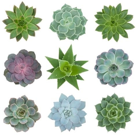 Genérico Plantas suculentas, Pack de 5 Unidades. Tamaño 5,5cm.