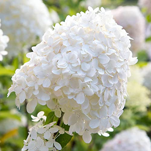 You Garden - 1 x Hydrangea paniculata 'Silver Dollar' in a 7/9cm Plant Pot White Hydrangea Plants Outdoor for Gardens, Supplied as 1 x Plants Outdoor Garden Ready, Strong White Summer Plants