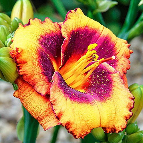 Hemerocallis Rhizome Blumenzwiebeln MehrjäHrig Winterhart-Taglilien Knollen,Mix Von 3 Sorten Für Garten,3 Von Jeder Farbe (20Zwiebeln,C)