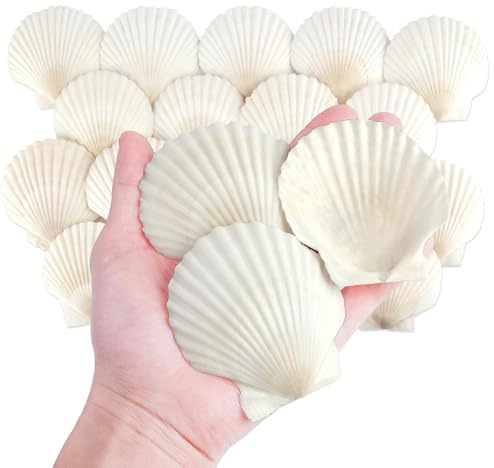 20 Pièces Coquillages Naturels Blancs | Coquilles Saint Jacques 7-8cm pour Bricolage DIY Seashells for Crafts, Décoration Thème Marin, Remplissage Vase Déco, Projet de Peinture et Activités Manuelles