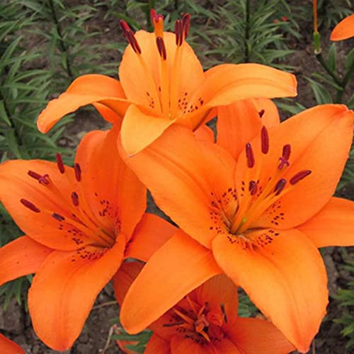 Generic Semillas de lirio, 100 piezas/bolsa Semillas de lirio Sol necesario No híbrido 8 colores Semillas de lirio de bonsái para bonsái Naranja