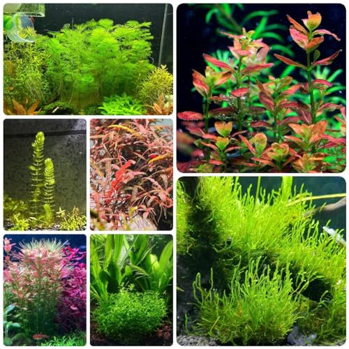 300 Piezas Semillas De Plantas De Acuario - Jardinería Regalo Sostenible Plantas Acuáticas Semillas Resistentes Para Estanques, Macetas De Bonsái Plantas De Balcón, Plantas Exóticas, Bonsái