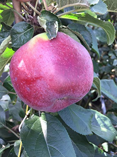 Apfel Sommerapfel Kovalenkovskoe. Apfelbaum ca.160/180 cm, Tafelapfel
