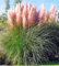 24er-Set Rosafarbenes Pampasgras Rosea - Cortaderia Selloana: Romantik im 9x9cm Topf.