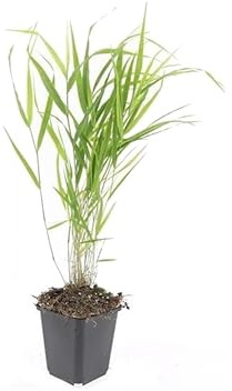 Ziergras Japanisches Waldgras Hakonechloa macra 9cm Topf Set mit 6 Pflanzen