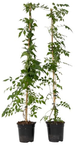 Plant in a Box - Campsis 'Flava' XL - 2er-Set - Gartenpflanze - Kletterpflanze - ⌀17 cm - Höhe 110 cm