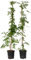 Plant in a Box - Campsis 'Flava' XL ​​​​- 2er-Set - Gartenpflanze - Kletterpflanze - ⌀17 cm - Höhe 110 cm