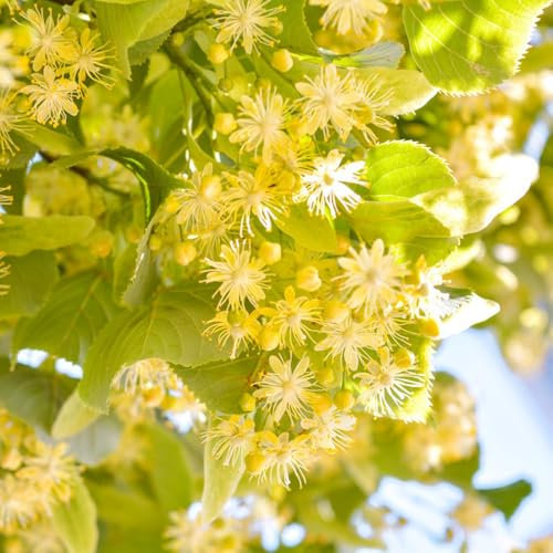 lindenbaum kaufen samen - deko pflanze zimmerpflanzen linden baum winterharte stauden winterharte pflanzen für garten bäume kaufen plants bio samen winterharte balkonpflanzen 20pcs