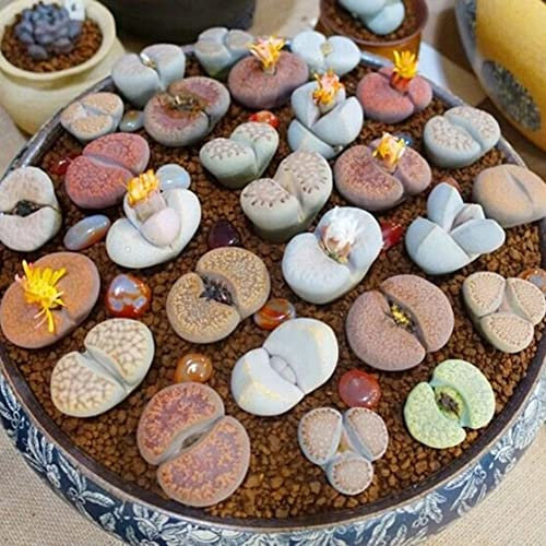 Haloppe 200 Unids Lithops Semillas de Plantas para la Plantación de Jardín en Casa, Semillas de Lithops Piedras Vivas Planta Suculenta Bonsai Garden Office Decor Semillas de Lithops