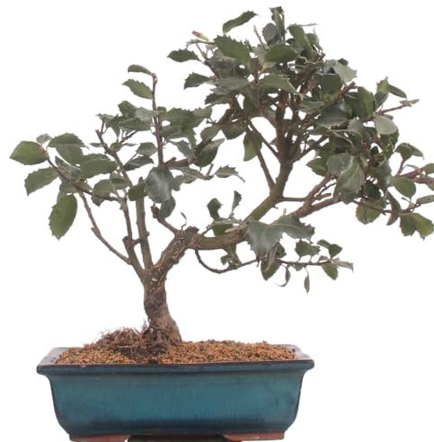 Bonsai - Ilex meservae, Stechpalme 216/58