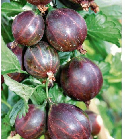 PIANTA DI UVA SPINA NERA EASY CRISP LADY LATE® 100% BIOLOGICA (1 pianta)