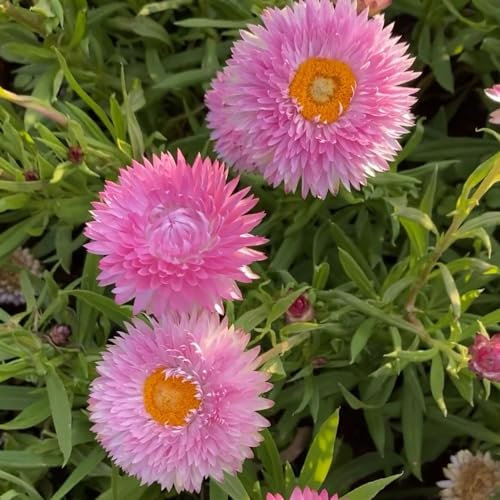 550 Pc Semillas De Flores De Paja Perenne - Regalos Inusuales, Cobertura Del Suelo, Planta Perenne Resistente Semillas Decorativas De Plantas De Flores De Paja, Balcón De Flores, Regalos