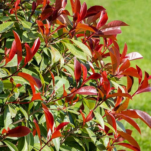 100 semillas de la planta Photinia roja