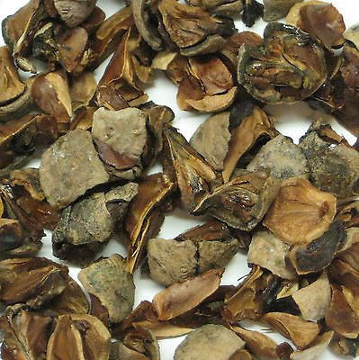 10 Cipresso calvo Bonsai Seed Confezione Taxodium distichum