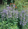 Campanula rapunculoides ca. 9x9 cm Topf - Rapunzel-Glockenblume, violette Blüten, Blütezeit Juni-August, ideal für naturnahe Gärten, pflegeleicht