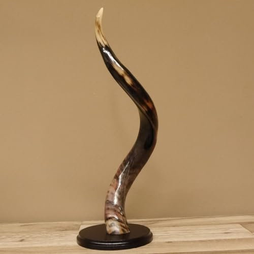 GTK - Geweihe & Trophäen KRUMHOLZ 1 Stück Kudu Aussenhorn glanzpoliert small auf Ständersockel Neu H 50 cm 80.20.5.4
