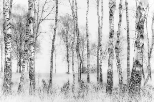 MIWEI Wallpaper Papier Peint Forêt D'Arbres Noir Et Blanc Papier Peint Panoramique Intissé Tapisserie Poster Chambre Salon Decoration Murale 330x245cm -Z2143