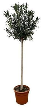 Adelfa Nerium en tallo con flor roja - 170 cm de diámetro - 40 cm