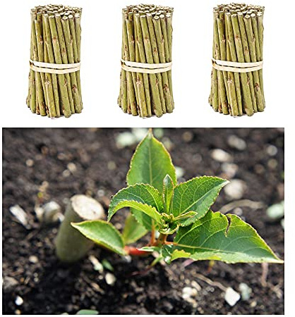 Pappel-Steckholz Max 4 für Energieholz im Energiewald, Kurzumtrieb/KUP zur Hackgut- u. Hackschnitzel-Erzeugung (20 x Pappelsteckling 20 cm)