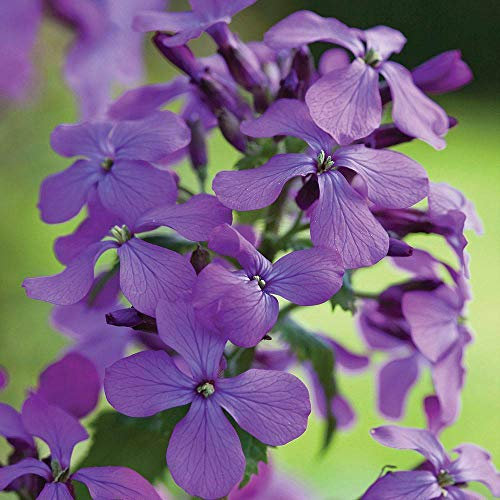 Lunaria annua Wildflower 'Honesty' Seeds Hardy Biennial Flowering Garden Plants Easy to Grow Your Own 1 Packet of 50 Seeds by Thompson and Morgan