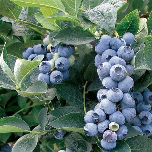 Heidelbeere 'Blue Gold' - Vaccinium corymbosum ‘Bluegold’ - 30-40, C