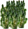 vdvelde.com - Grobes Hornblatt - 5 Liter - Ceratophyllum Demersum - - Sauerstoffpflanze- Ausgewachsene Höhe: 80 cm- Platzierung: lose im Wasser